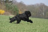 BRIARD 126